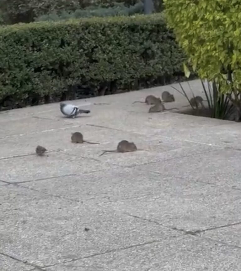 Ciudadanos reportan plaga de ratas en Paseo de la Reforma en CDMX – La ...